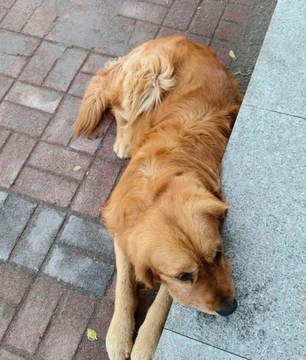 广瑞网 妹子认识了一只金毛，和它玩了几次后…狗子竟然给了她一块钱！